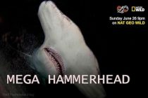 Mega Hammerhead
